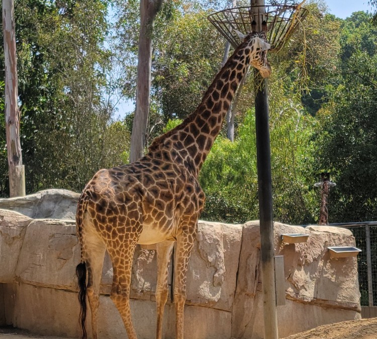 san-diego-zoo-photo